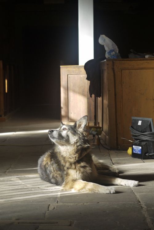 Bruno relaxing in the East Church, Cromarty